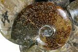 Tall, Aesthetic Cluster Of Polished Ammonite Fossils #116294-4